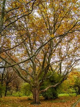 Large tree with a branch Stock Photos