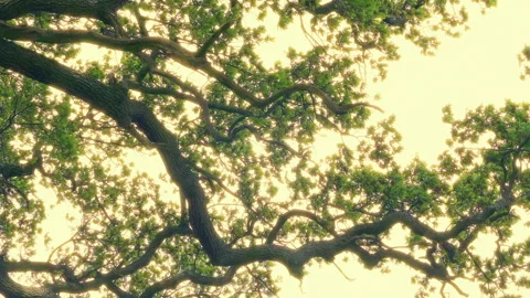 Large Tree Branch In Sun Glow Stock Footage 340412878