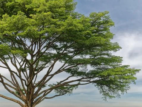 Large Tree with Branches Against Cloudy Blue Sky Stock Photos