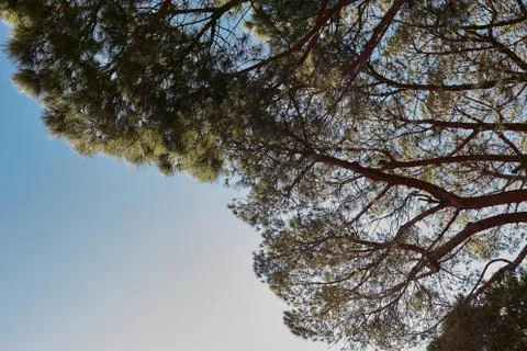 Large tree branches. Blue sky. copy space on the bottom left. Stock Photos