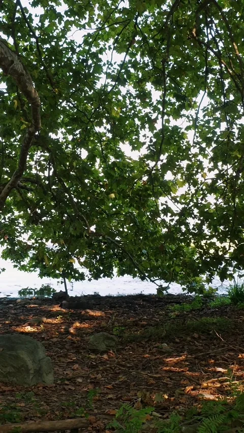 Large tree branches. Lake in the background on a sunny summer day. Beautiful Stock Footage 316465999