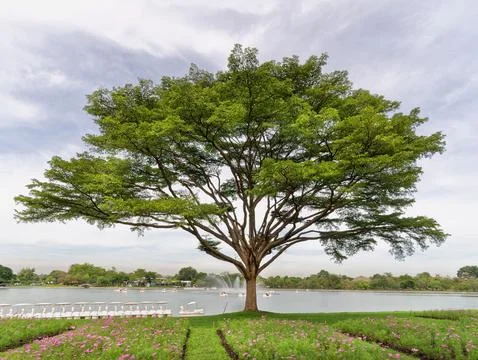 Large Tree with Branches by the Lake Stock Photos