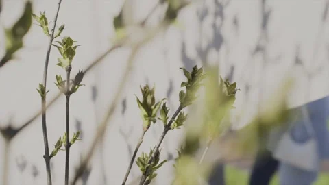 Large tree branches with newly grown leaves Video stock 328182288