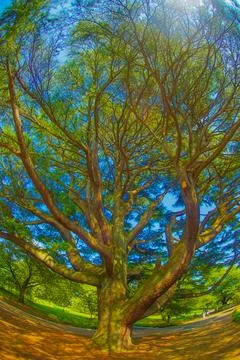 A large tree with branches reaching towards the sky in Akishima City, Tokyo. Stock Photos
