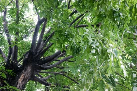 Large tree branches viewed from below with dense green leaves. Stock Photos