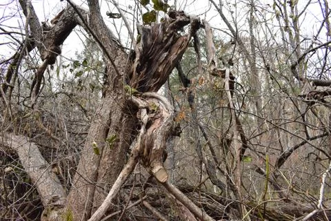 A Large Tree That Broke During a Storm Stock Photos