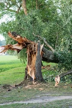 Large Tree Broken and Split in Half After Storm Stock Photos