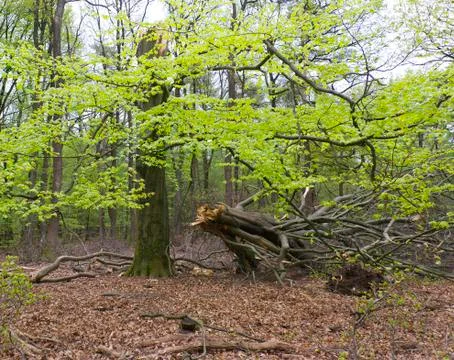 Large tree broken by storm Stock Photos