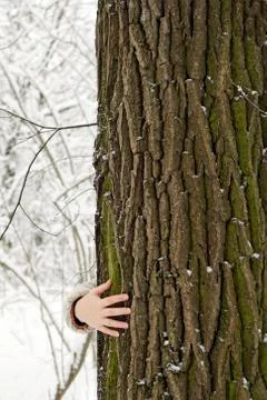 A large tree with a brown bark stands in the forest. The hand of the girl hug Stock Photos