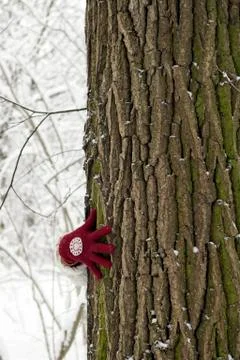 A large tree with a brown bark stands in the forest. The hand of Stock Photos