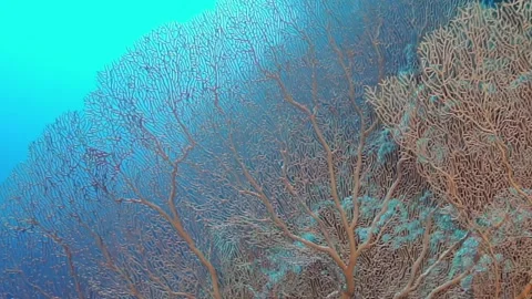 A large tree with brown leaves is in the water Stock Footage 276276236