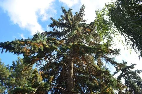 A large tree with a brown trunk and green leaves Stock Photos
