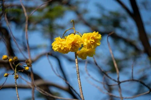 Large tree canopy inside tropical city park Stock Photos