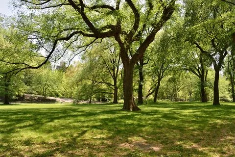 A large tree casts a shadow on the grass in central park, New York Stock Photos