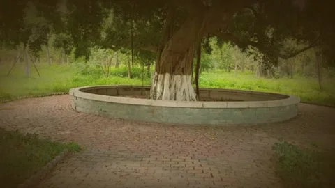 Large Tree In Circular Park Planter Stock Footage 331492573