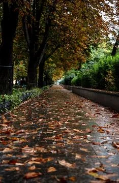 A large tree in a city Stock Photos