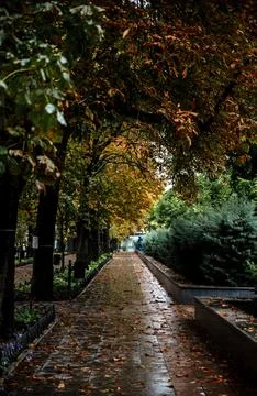 A large tree in a city Stock Photos