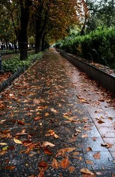 A large tree in a city Stock-Fotos