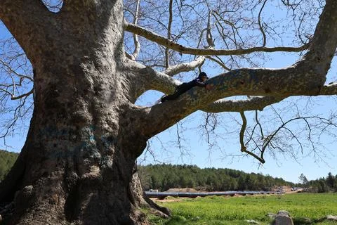 Large tree climb Foto stock