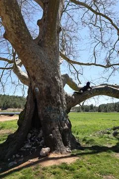 Large tree climb Stock Photos