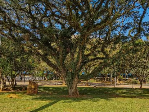 Large tree, completely covered in bromeliads. Foto stock