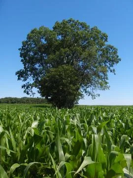 Large Tree in Cornfield Photos