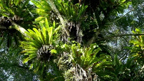 A large tree covered with ferns in a tropical forest Stock Footage 320916627