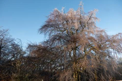 Large tree covered in ice in the sun Foto stock