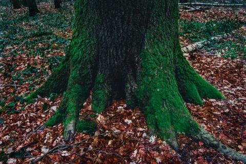 Large tree covered with moss in dead leaves Stock Photos