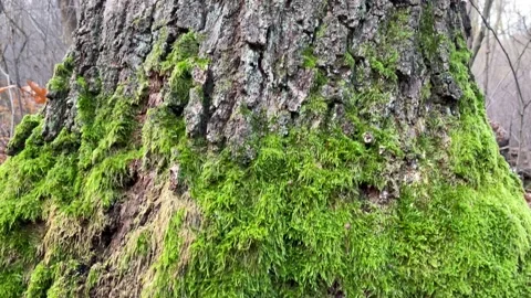 Large tree covered with moss Vídeos de archivo 143552530