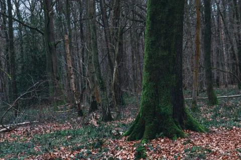 Large tree covered with moss in the middle of the forest Stock Photos
