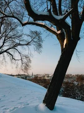 Large tree covered in thick layer of snow, standing majestically on snowy hill 스톡 사진