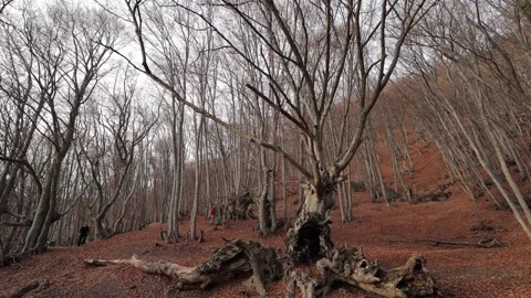 Large tree with crooked branches and fallen leaves around in a beech forest Video stock 170022726