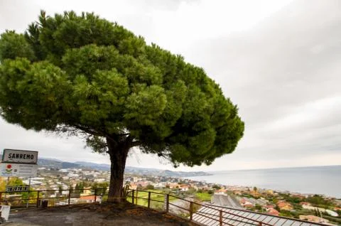 A large tree crown. 库存照片