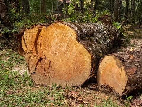 Large tree cut recently Stock Photos