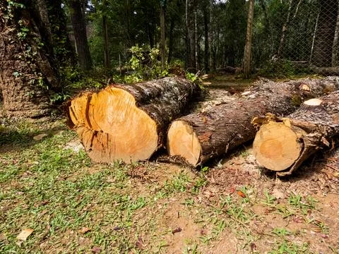 Large tree cut recently Stock Photos