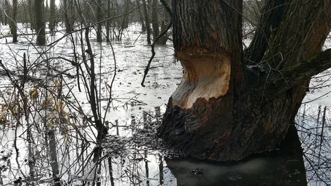 Large tree damaged by beaver cuts Vídeo Stock 117052383