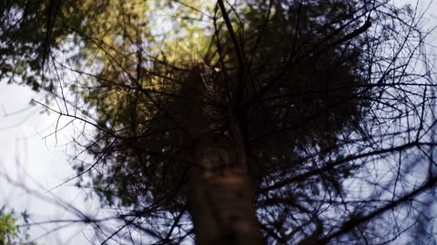 Large tree in a dark woods blowing in the wind filmed from below looking upwards Stock Footage 131340351
