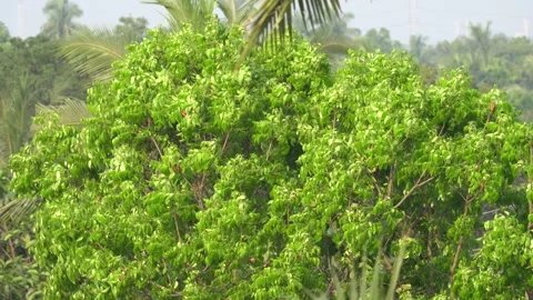 Large Tree in Dense Forest Swaying in Wind 動画素材 303258940
