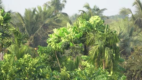Large Tree in Dense Forest Swaying in Wind Stock Footage 303259705