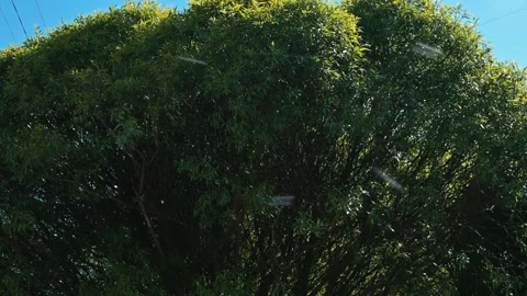 A large tree displays vibrant green leaves moving gently in the wind under Video stock 338446778