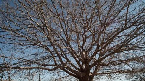 Large Tree With Dried Branches and No Leaves in Blue Sky Stock Photos