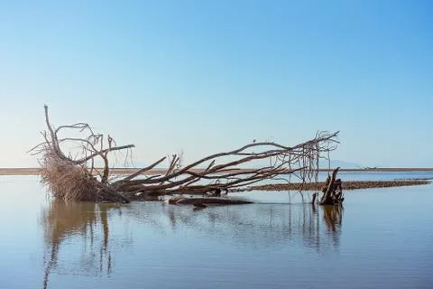 Large Tree Driftwood On The Beach Stock Photos