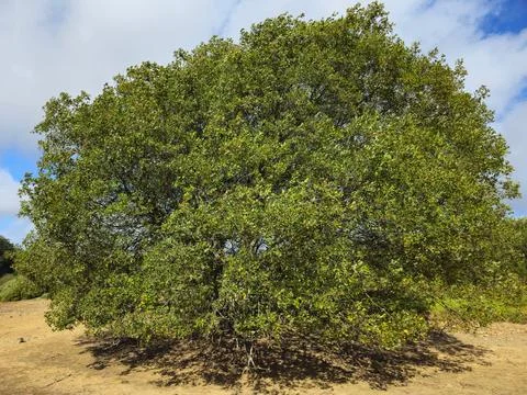 Large Tree on Dry Ground with Blue Sky Stock Photos