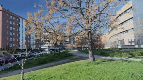 Large tree with dry leaves in a city park Stock-Footage 303086117