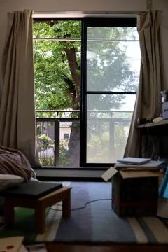 A large tree in early summer seen from the window of the apartment. Stock Photos
