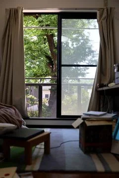 A large tree in early summer seen from the window of the apartment. Stock Photos