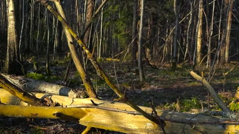 Large tree that is fallen down in an autumn forest during a sunny day with moss Stock Footage 302288682