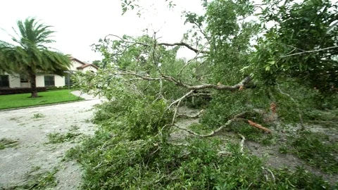 Large tree fallen in street after Hurricane Irma in Orland, FL Stock Footage 80340186