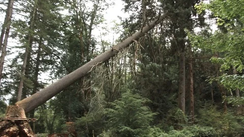 Large Tree Falls Onto Forest Floor Stock Footage 114130751
